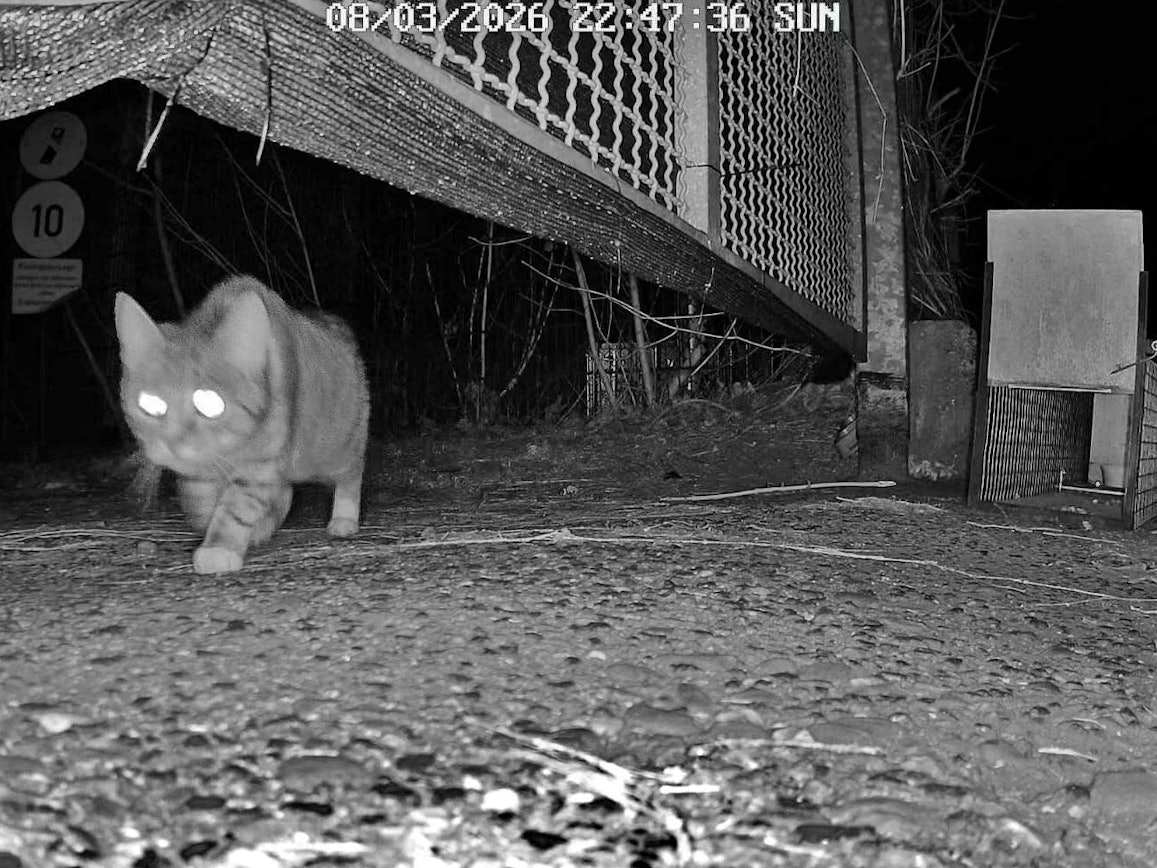 Eine Katze schleicht nachts über das Gelände des ehemaligen Kölner Großmarkts.