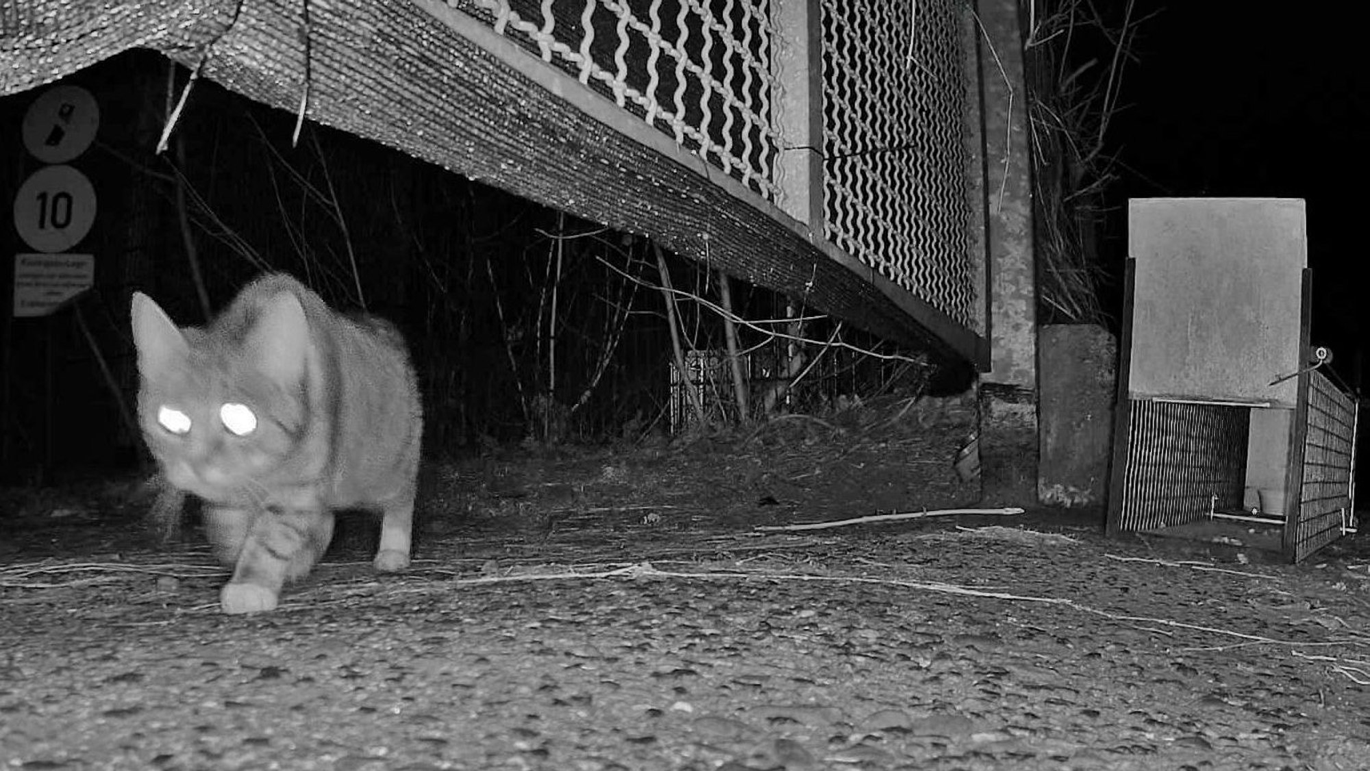Eine Katze schleicht nachts über das Gelände des ehemaligen Kölner Großmarkts.