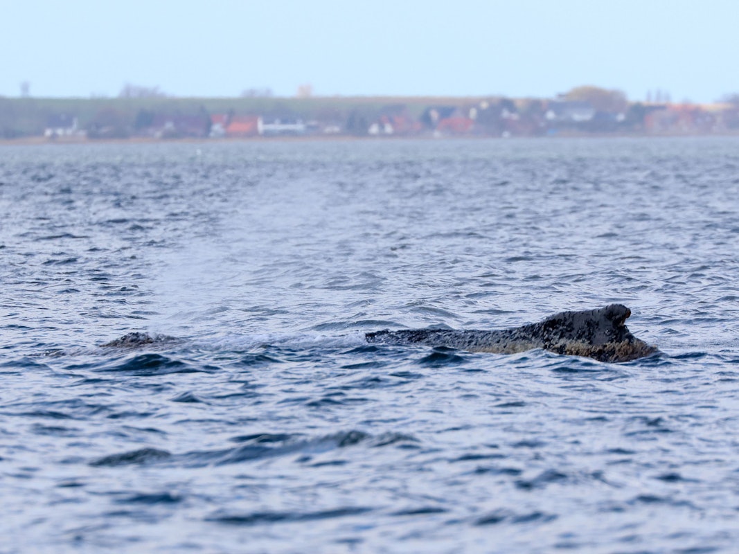 Der gestrandete Buckelwal liegt noch immer an der Ostseeküste.