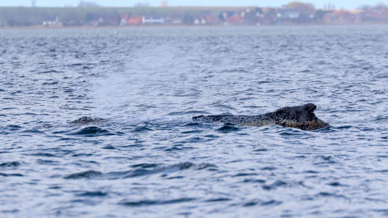 Der gestrandete Buckelwal liegt noch immer an der Ostseeküste.