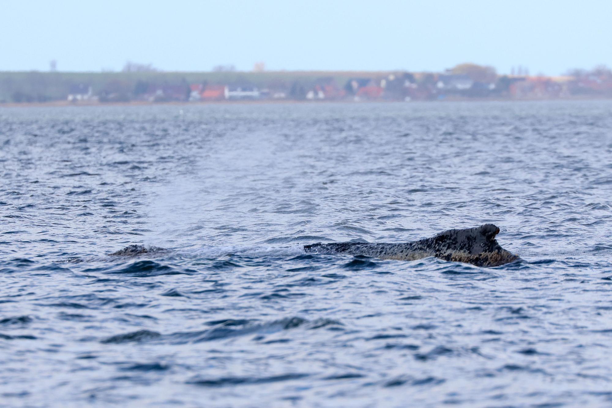 Der gestrandete Buckelwal liegt noch immer an der Ostseeküste.