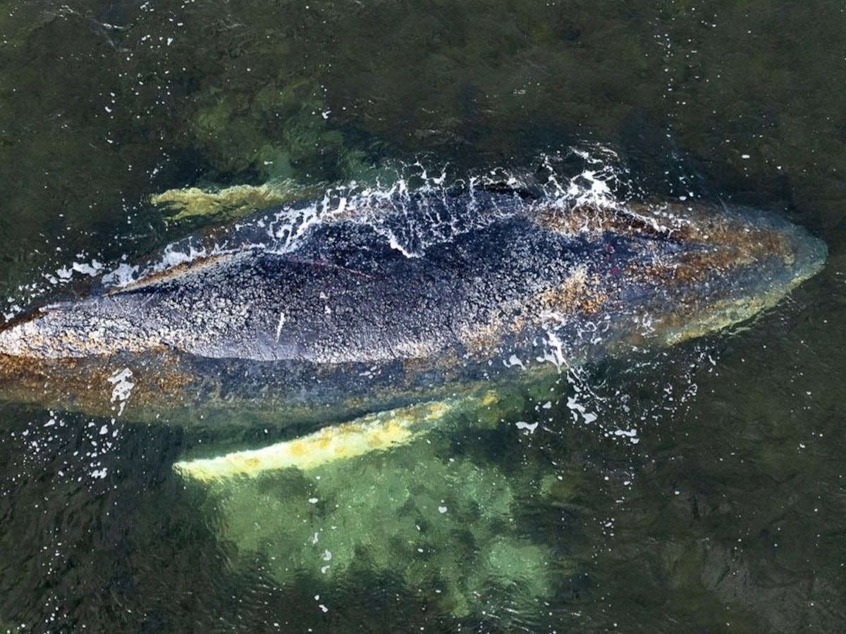 Das Foto vom 30. März zeigt die vernarbte Haut vom Wal „Timmy“. Er liegt im Sterben.