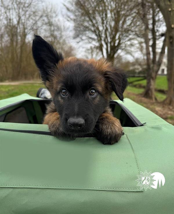 Ein Hundewelpe guckt aus einer Öffnung raus.