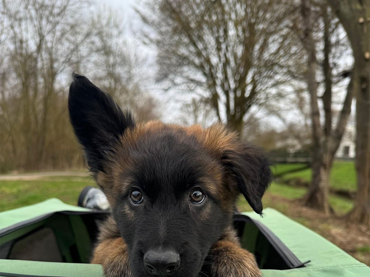 Ein Hundewelpe guckt aus einer Öffnung raus.