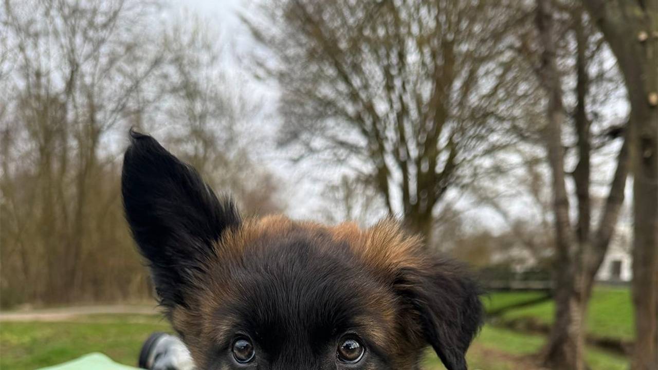 Ein Hundewelpe guckt aus einer Öffnung raus.