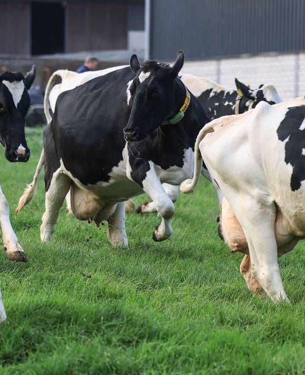 Weideaustrieb in der Milchwirtschaft