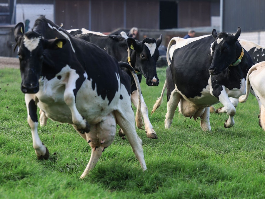 Weideaustrieb in der Milchwirtschaft