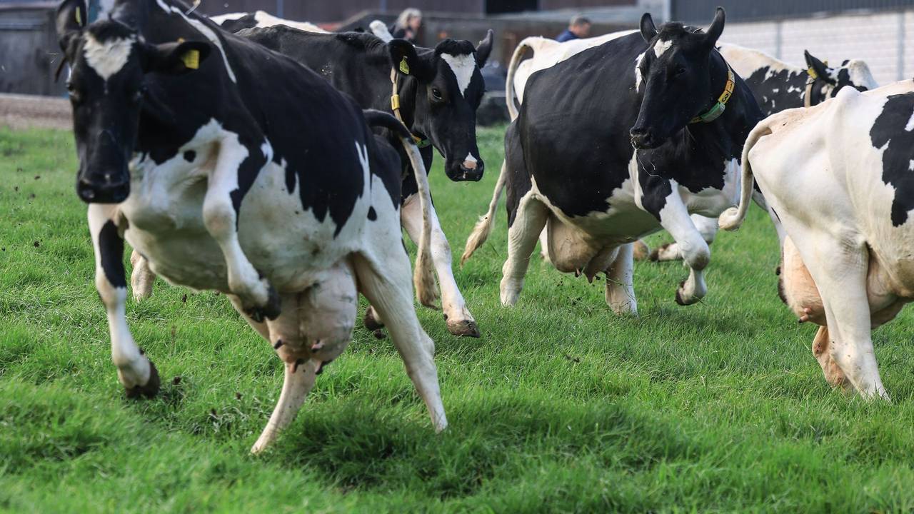 Weideaustrieb in der Milchwirtschaft