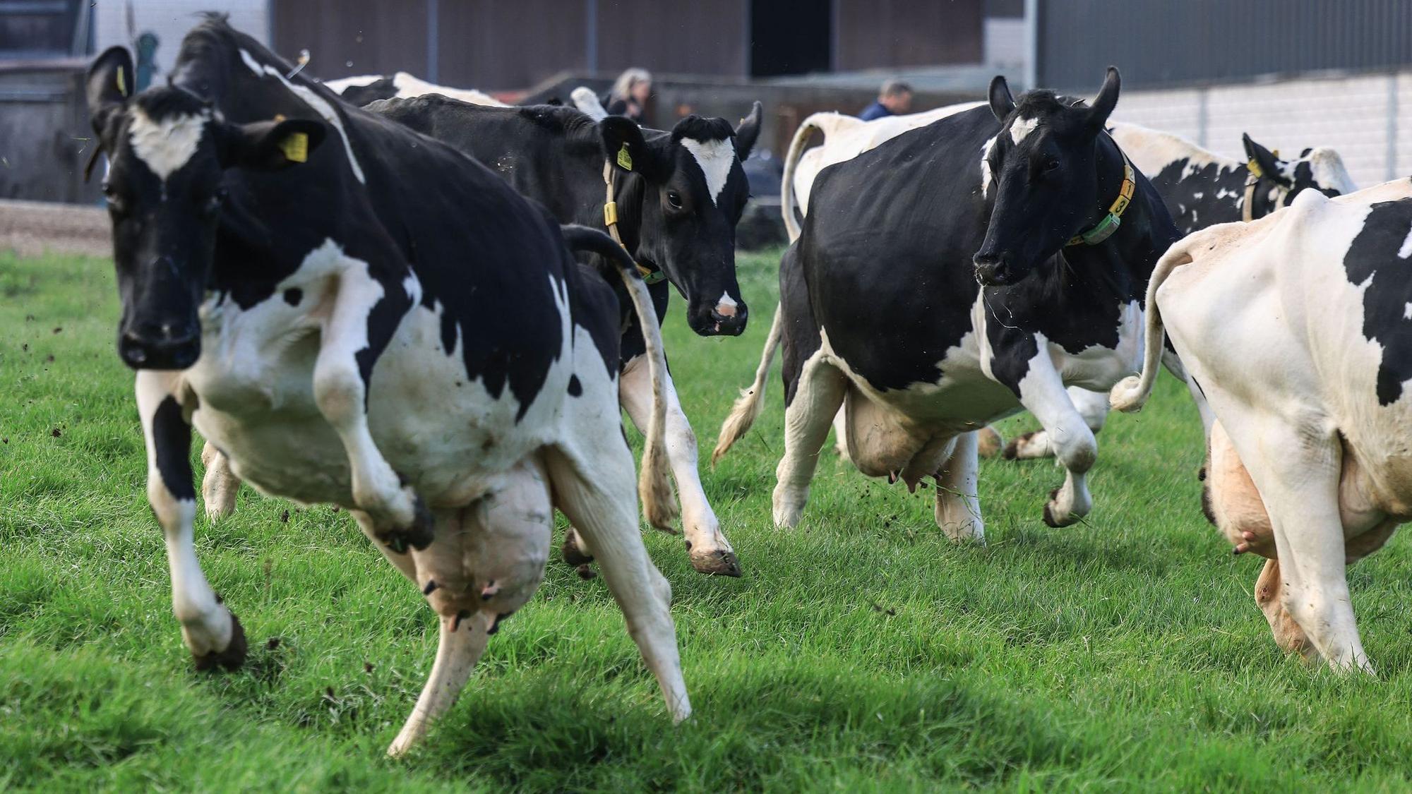 Weideaustrieb in der Milchwirtschaft
