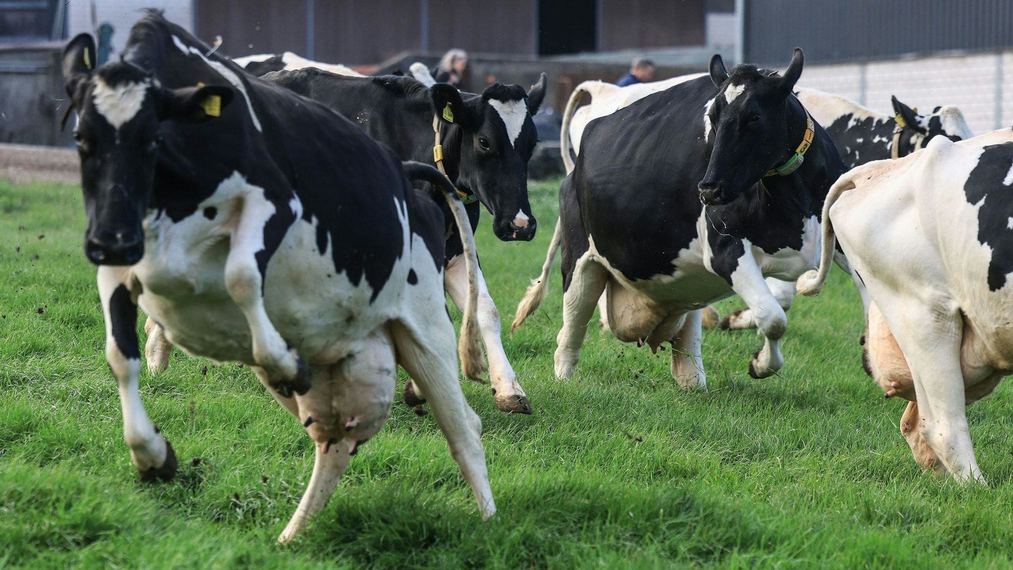 Weideaustrieb in der Milchwirtschaft