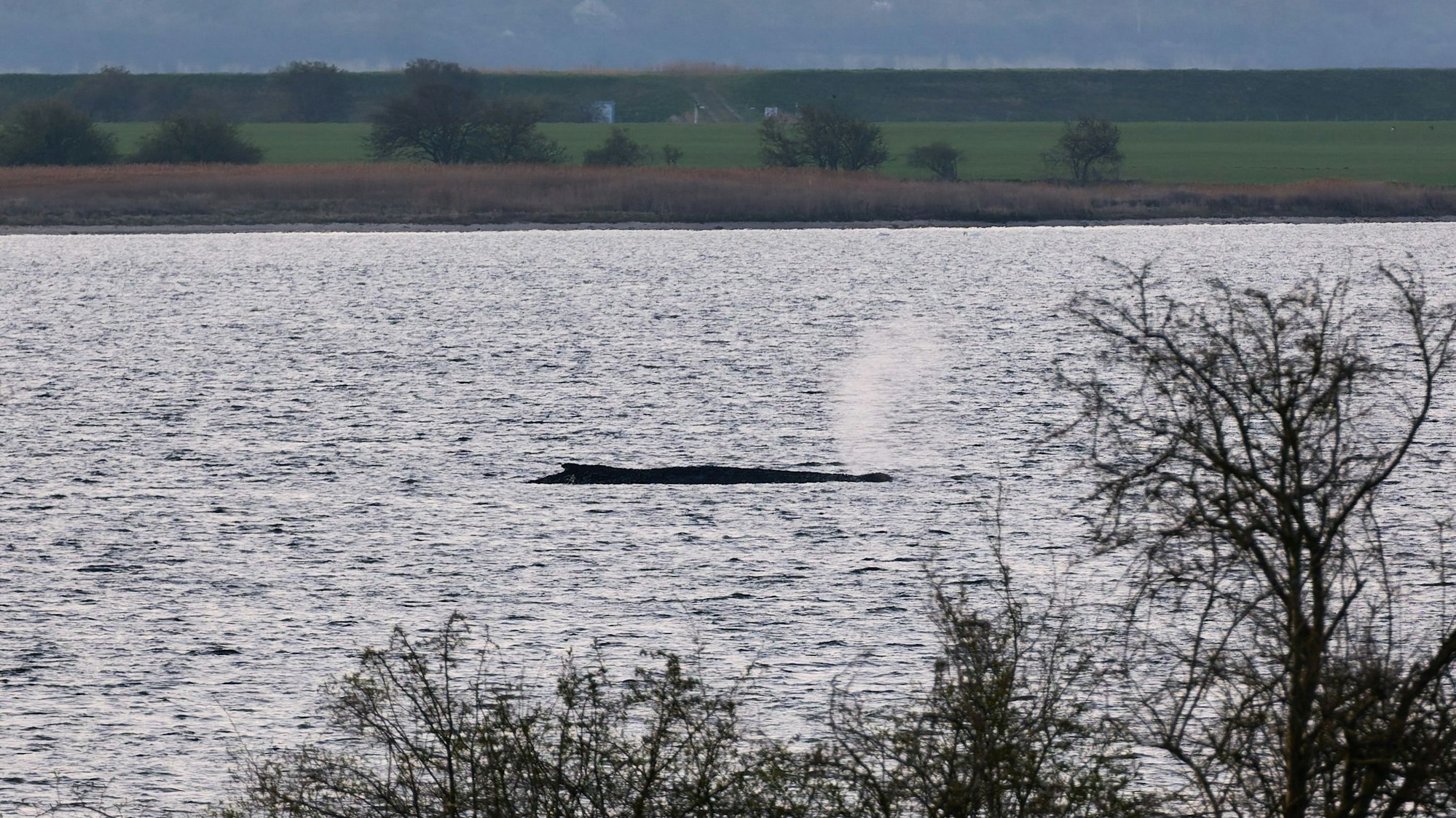 Der Buckelwal liegt am frühen Vormittag noch immer auf einer Sandbank vor der Insel Poel.