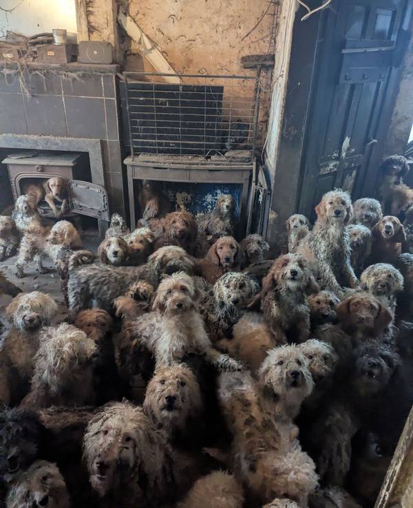 Zahlreiche Pudel-Mischlinge sitzen in einem verwahrlosten Haus. Tierschützer haben Anfang des Jahres in England mehr als 250 Hunde aus einem Haushalt gerettet. In sozialen Medien war nach der Veröffentlichung dazugehöriger Fotos fälschlicherweise von KI-generierten Bildern die Rede, wie die Tierschutzorganisation RSPCA mitteilte.
