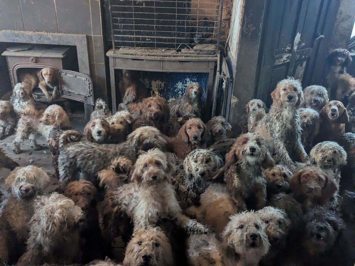 Zahlreiche Pudel-Mischlinge sitzen in einem verwahrlosten Haus. Tierschützer haben Anfang des Jahres in England mehr als 250 Hunde aus einem Haushalt gerettet. In sozialen Medien war nach der Veröffentlichung dazugehöriger Fotos fälschlicherweise von KI-generierten Bildern die Rede, wie die Tierschutzorganisation RSPCA mitteilte.