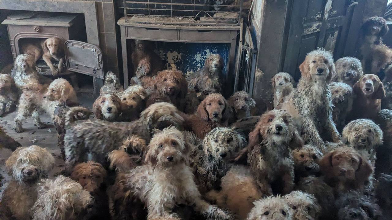 Zahlreiche Pudel-Mischlinge sitzen in einem verwahrlosten Haus. Tierschützer haben Anfang des Jahres in England mehr als 250 Hunde aus einem Haushalt gerettet. In sozialen Medien war nach der Veröffentlichung dazugehöriger Fotos fälschlicherweise von KI-generierten Bildern die Rede, wie die Tierschutzorganisation RSPCA mitteilte.
