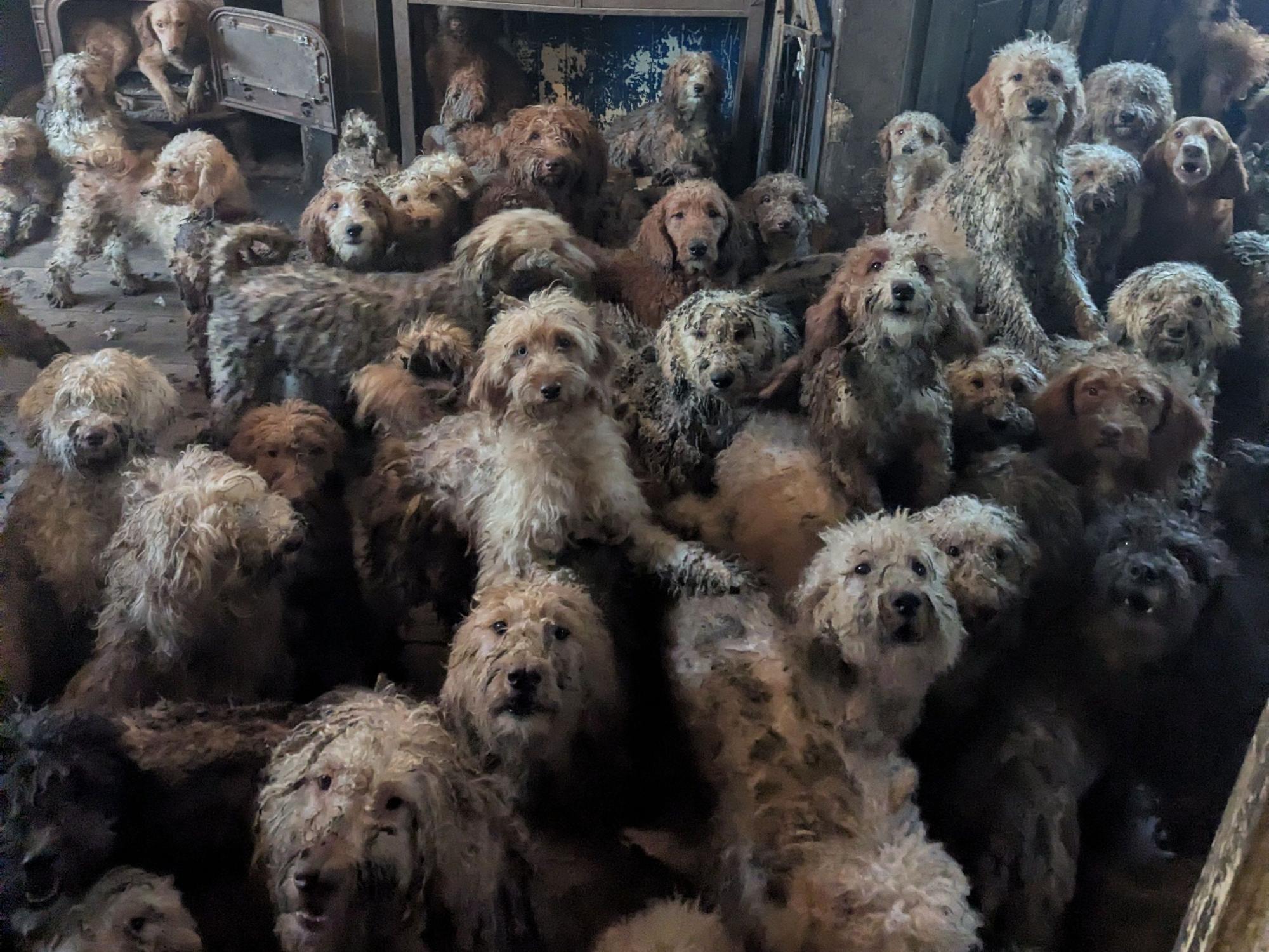 Zahlreiche Pudel-Mischlinge sitzen in einem verwahrlosten Haus. Tierschützer haben Anfang des Jahres in England mehr als 250 Hunde aus einem Haushalt gerettet. In sozialen Medien war nach der Veröffentlichung dazugehöriger Fotos fälschlicherweise von KI-generierten Bildern die Rede, wie die Tierschutzorganisation RSPCA mitteilte.
