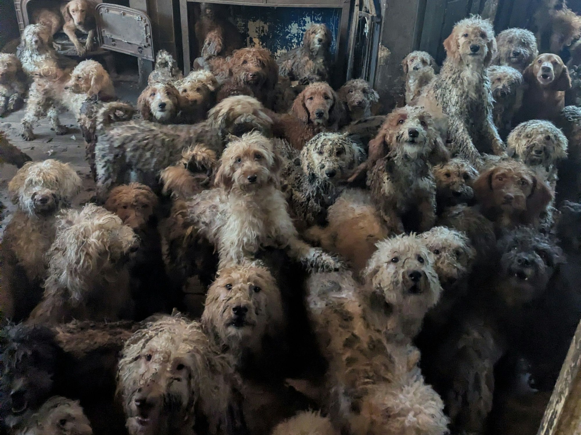 Zahlreiche Pudel-Mischlinge sitzen in einem verwahrlosten Haus. Tierschützer haben Anfang des Jahres in England mehr als 250 Hunde aus einem Haushalt gerettet. In sozialen Medien war nach der Veröffentlichung dazugehöriger Fotos fälschlicherweise von KI-generierten Bildern die Rede, wie die Tierschutzorganisation RSPCA mitteilte.