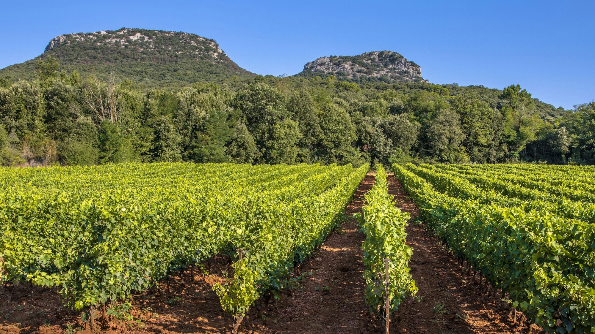 Languedoc Weinbauregion Frankreich