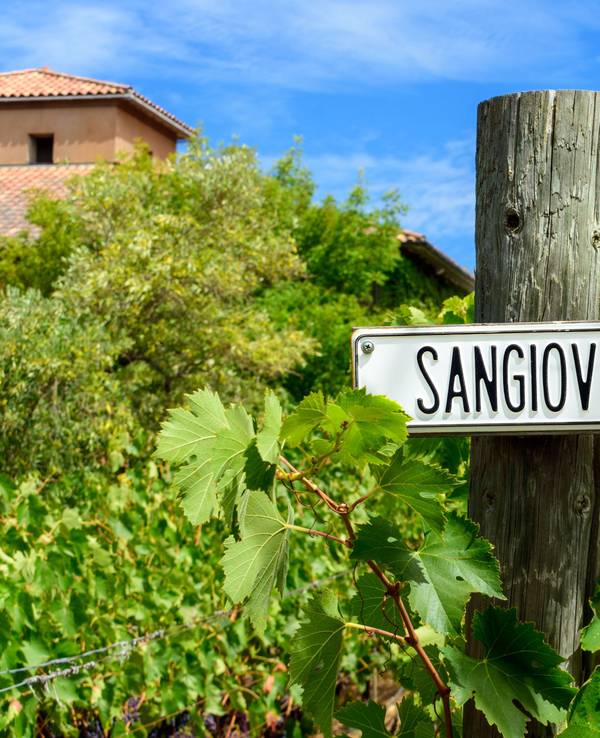 Sangiovese Trauben in einem italienischen Weinberg