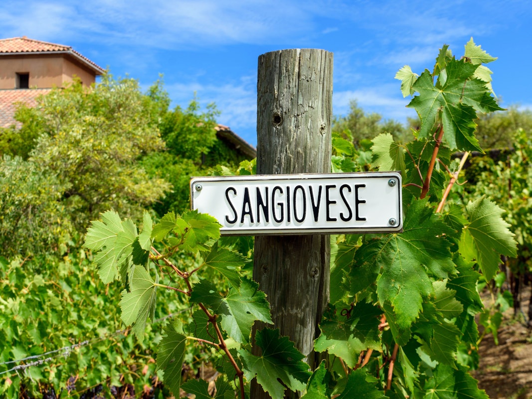 Sangiovese Trauben in einem italienischen Weinberg