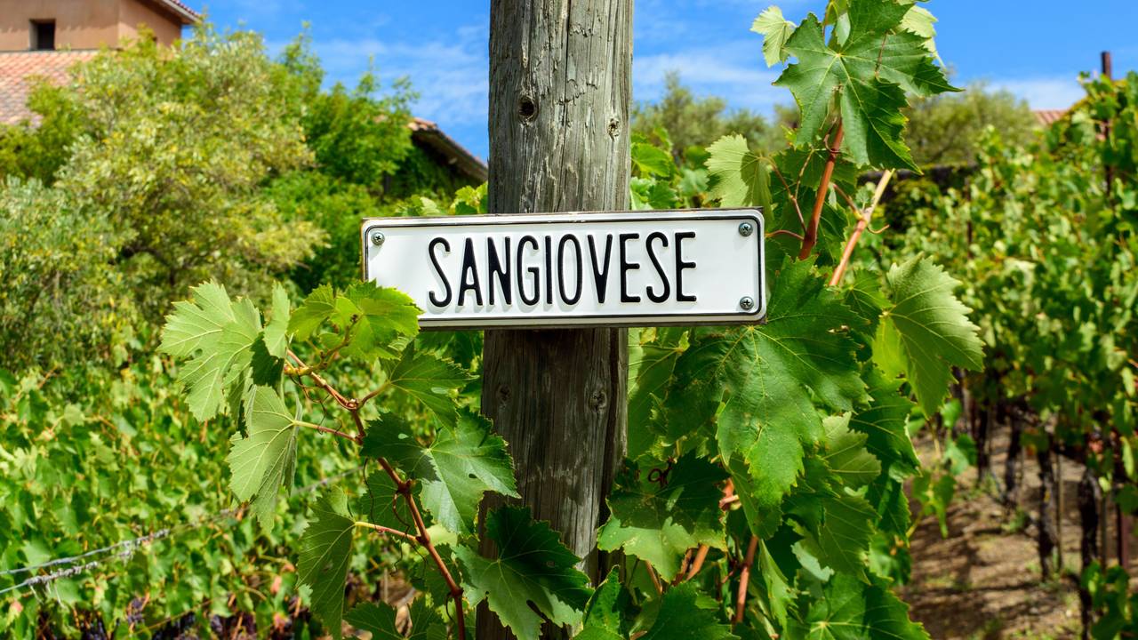 Sangiovese Trauben in einem italienischen Weinberg