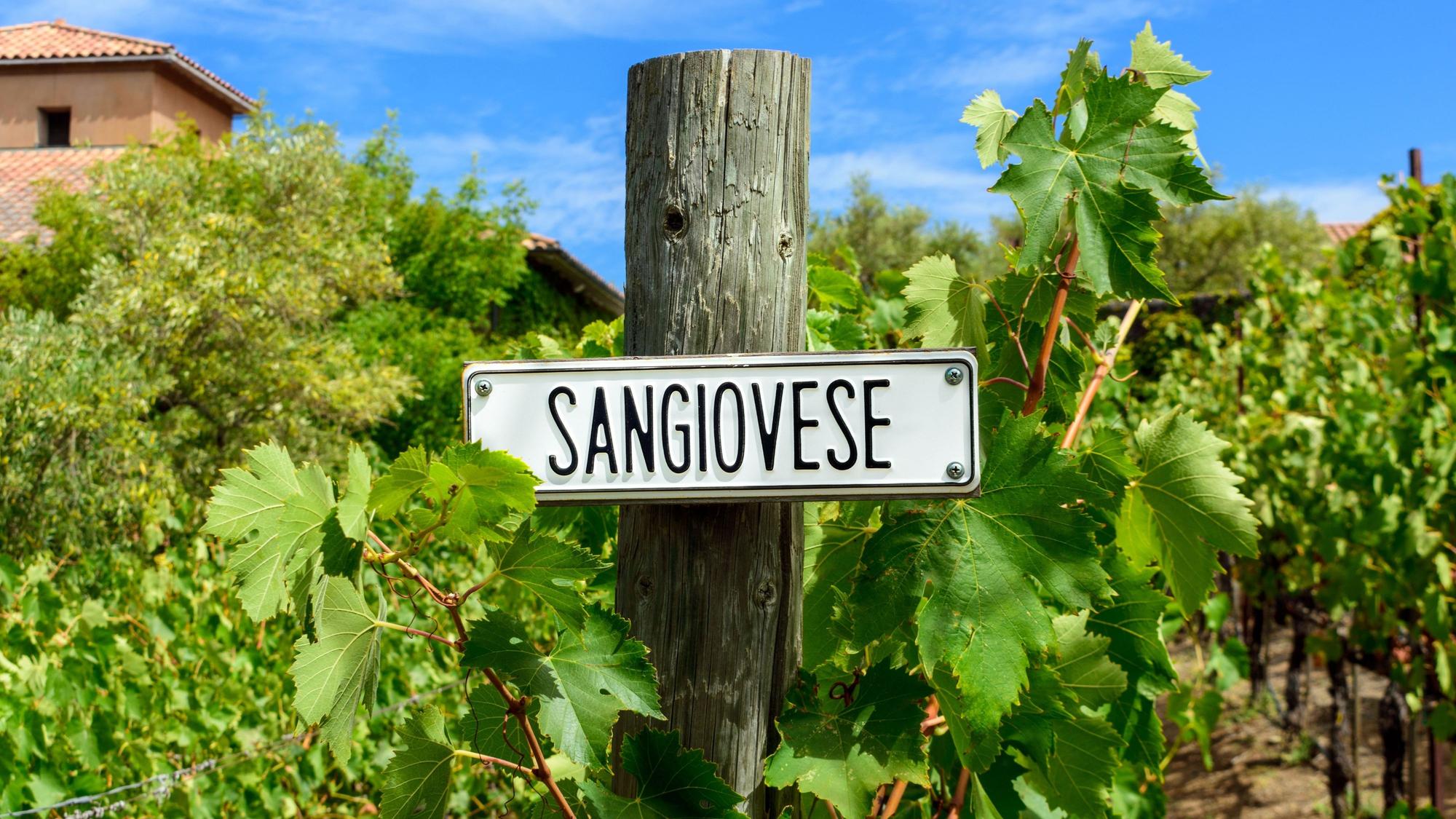 Sangiovese Trauben in einem italienischen Weinberg
