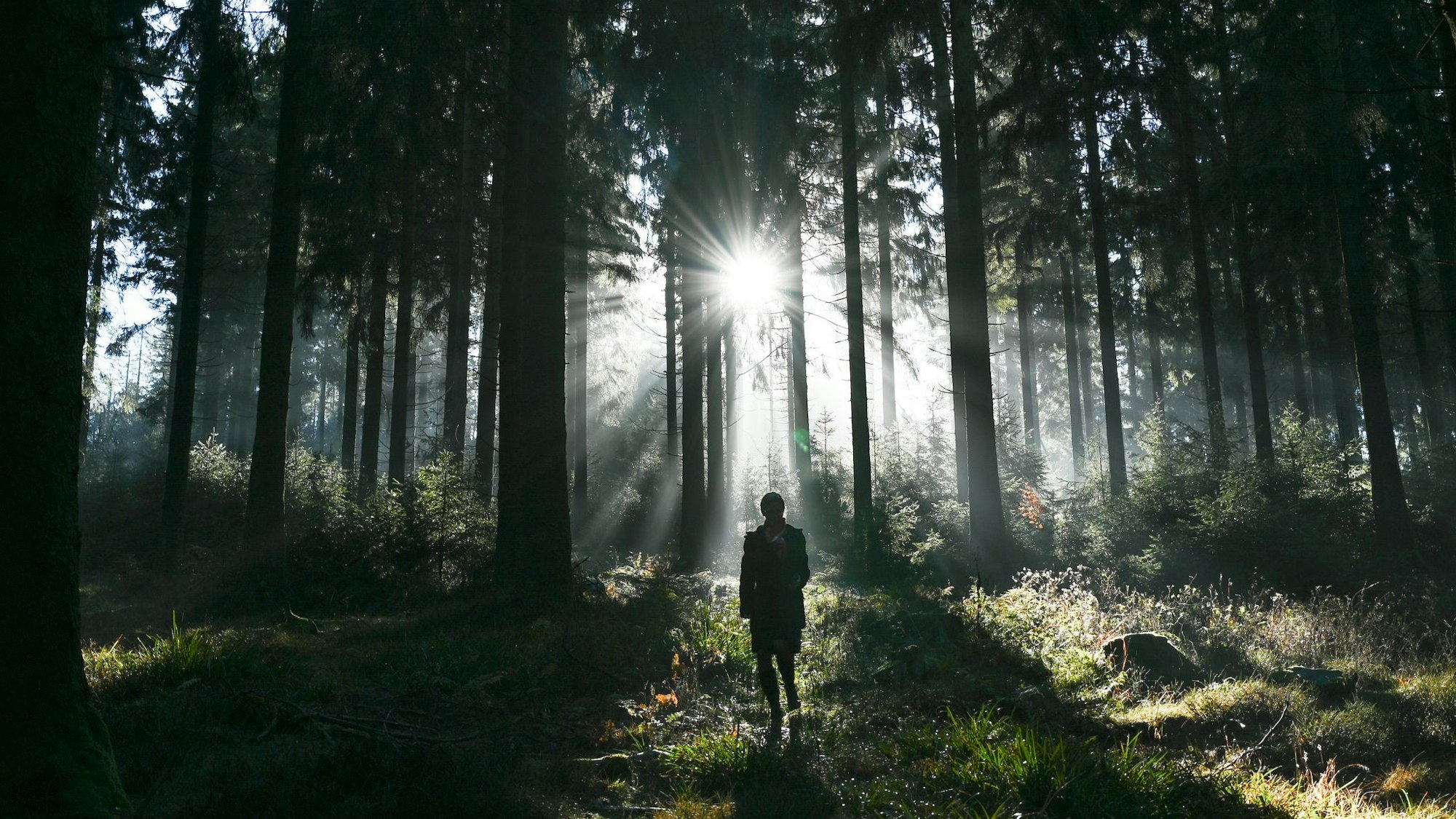 Eine Spaziergängerin ist im Wald im Taunus