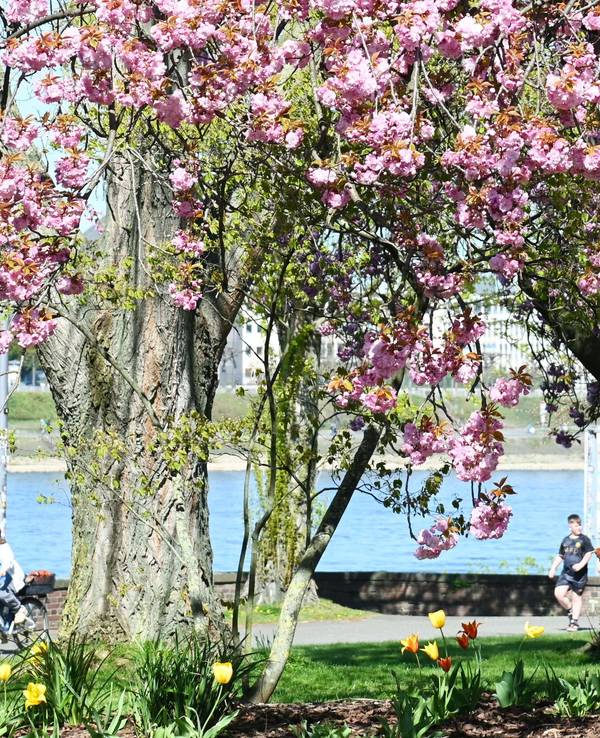 Bei Sonnenschein und 18 Grad zieht es die Menschen in den Rheinpark. Kirschblüte im Rheinpark.