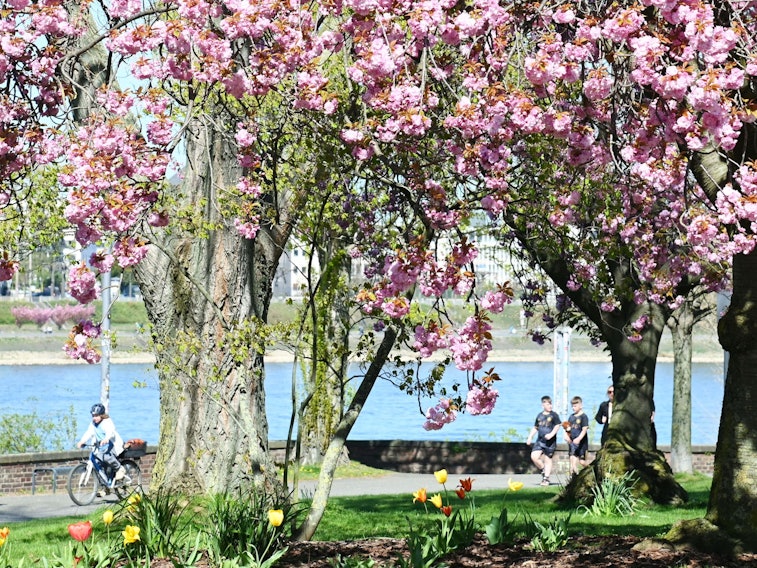 Bei Sonnenschein und 18 Grad zieht es die Menschen in den Rheinpark. Kirschblüte im Rheinpark.