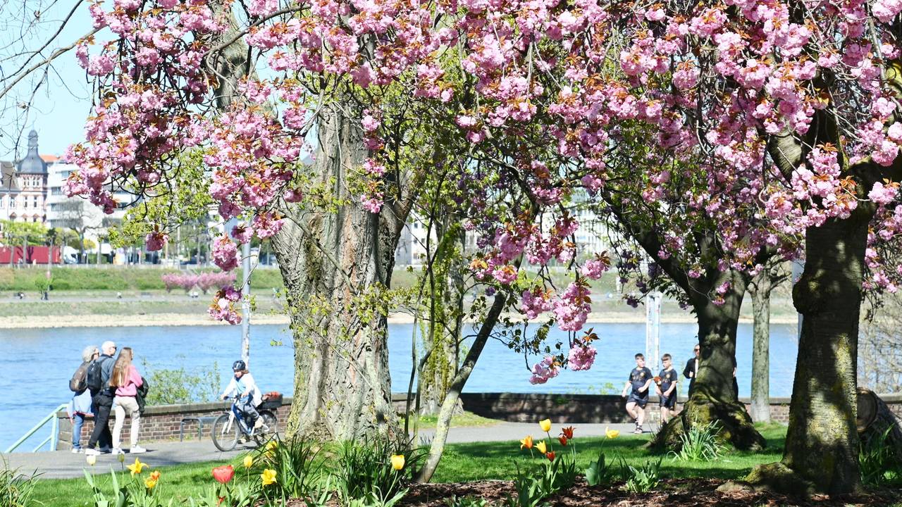 Bei Sonnenschein und 18 Grad zieht es die Menschen in den Rheinpark. Kirschblüte im Rheinpark.