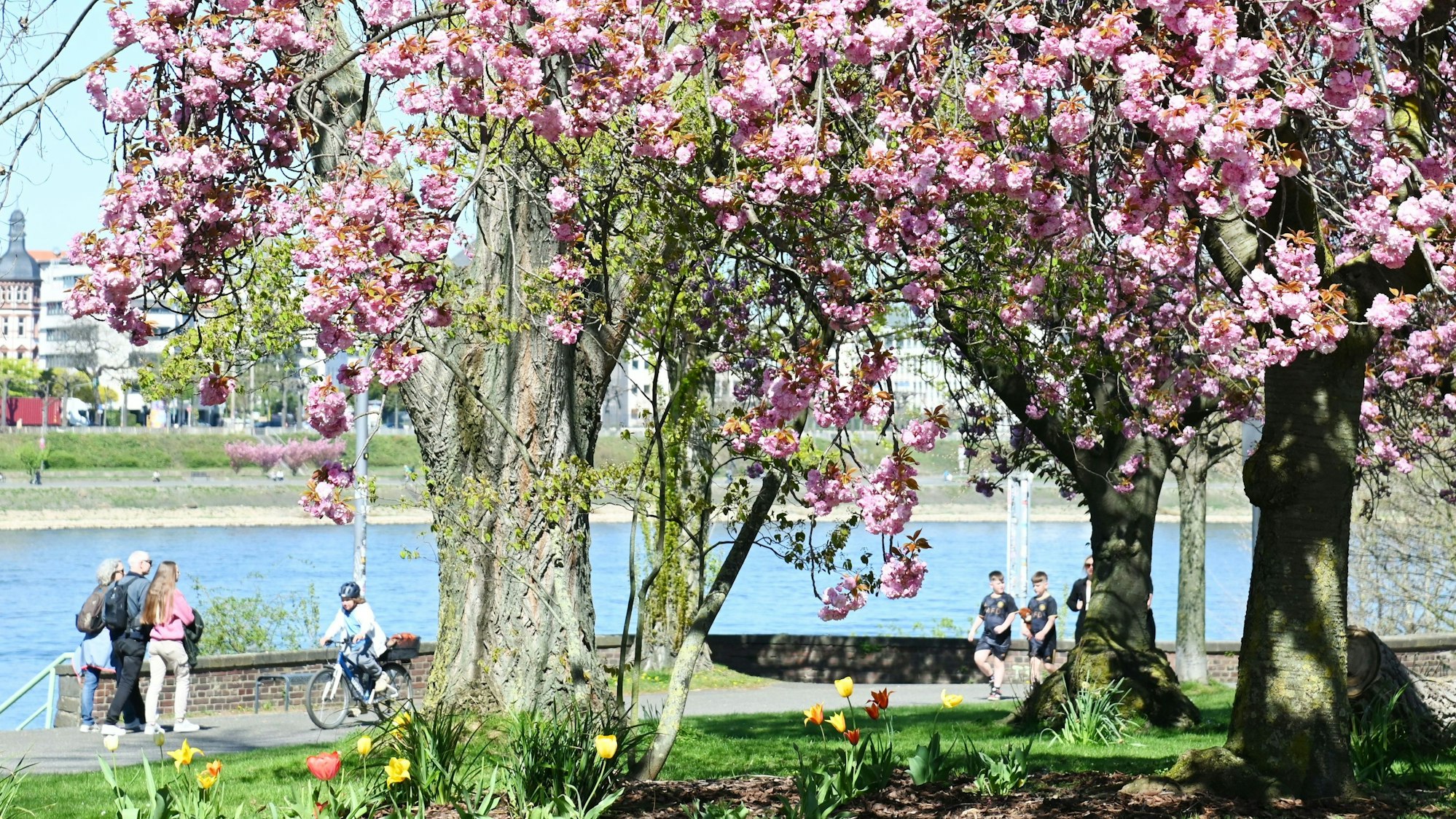 Bei Sonnenschein und 18 Grad zieht es die Menschen in den Rheinpark. Kirschblüte im Rheinpark.