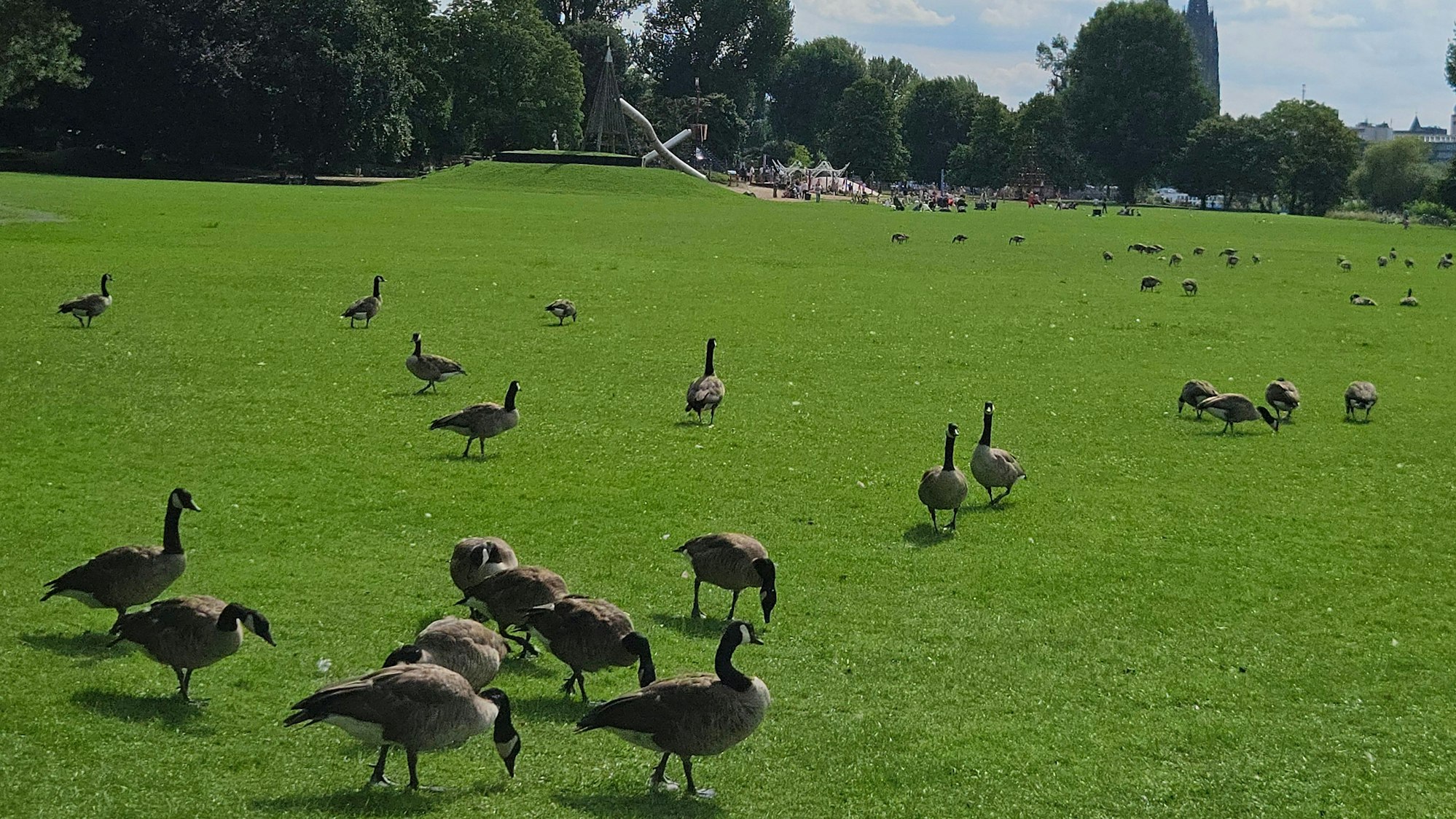 Auf einer Wiese tummeln sich viele Wildgänse
