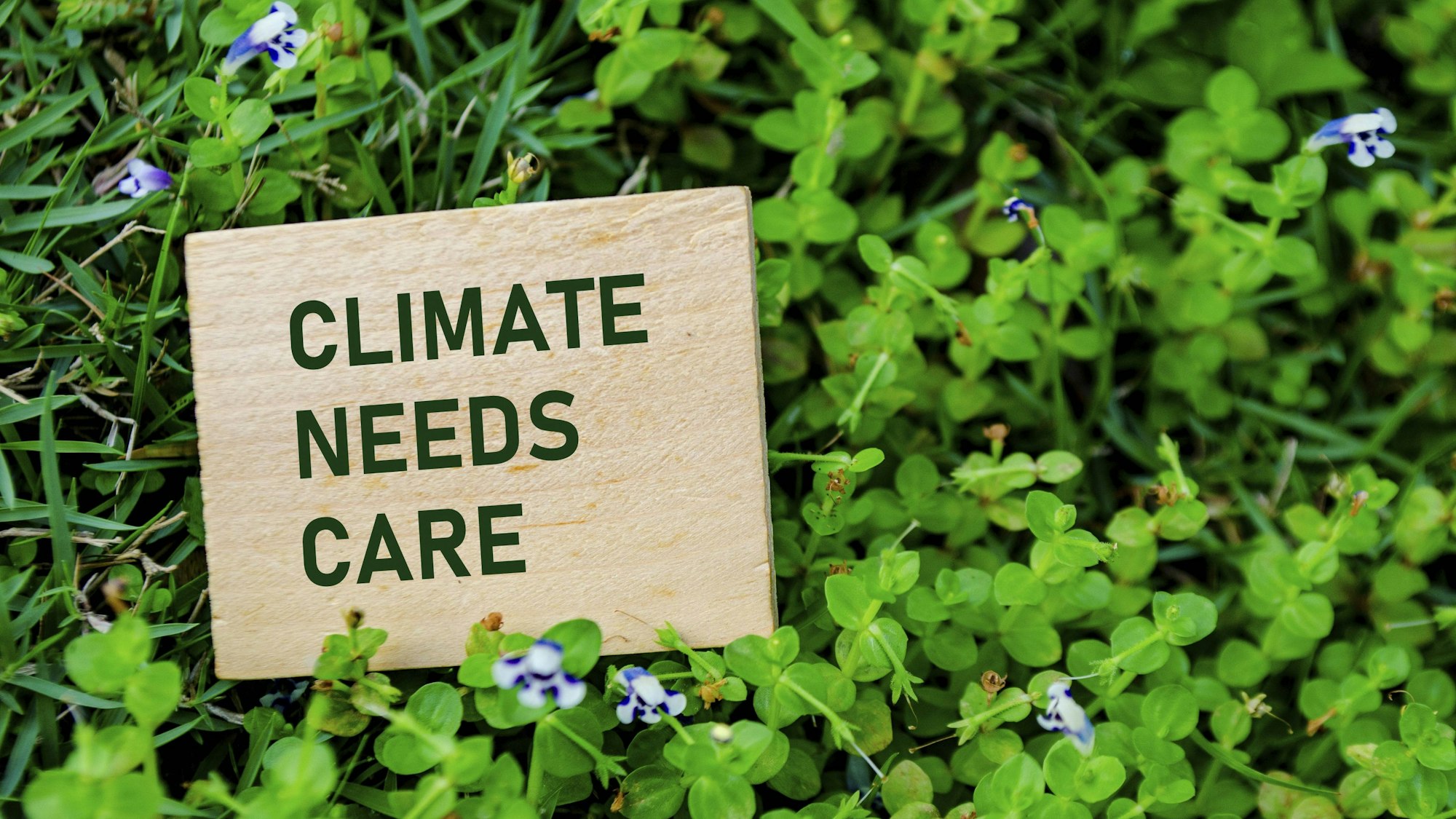 Holzblock mit Aufschrift „CLIMATE NEEDS CARE“ in Pflanzen