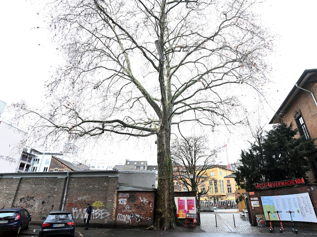 Ein Baum ohne Blätter steht vor einer Mauer.
