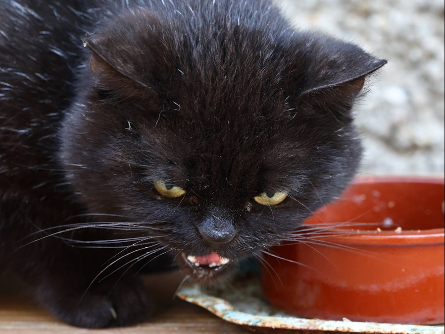Schwarze Katze faucht neben dem Fressnapf