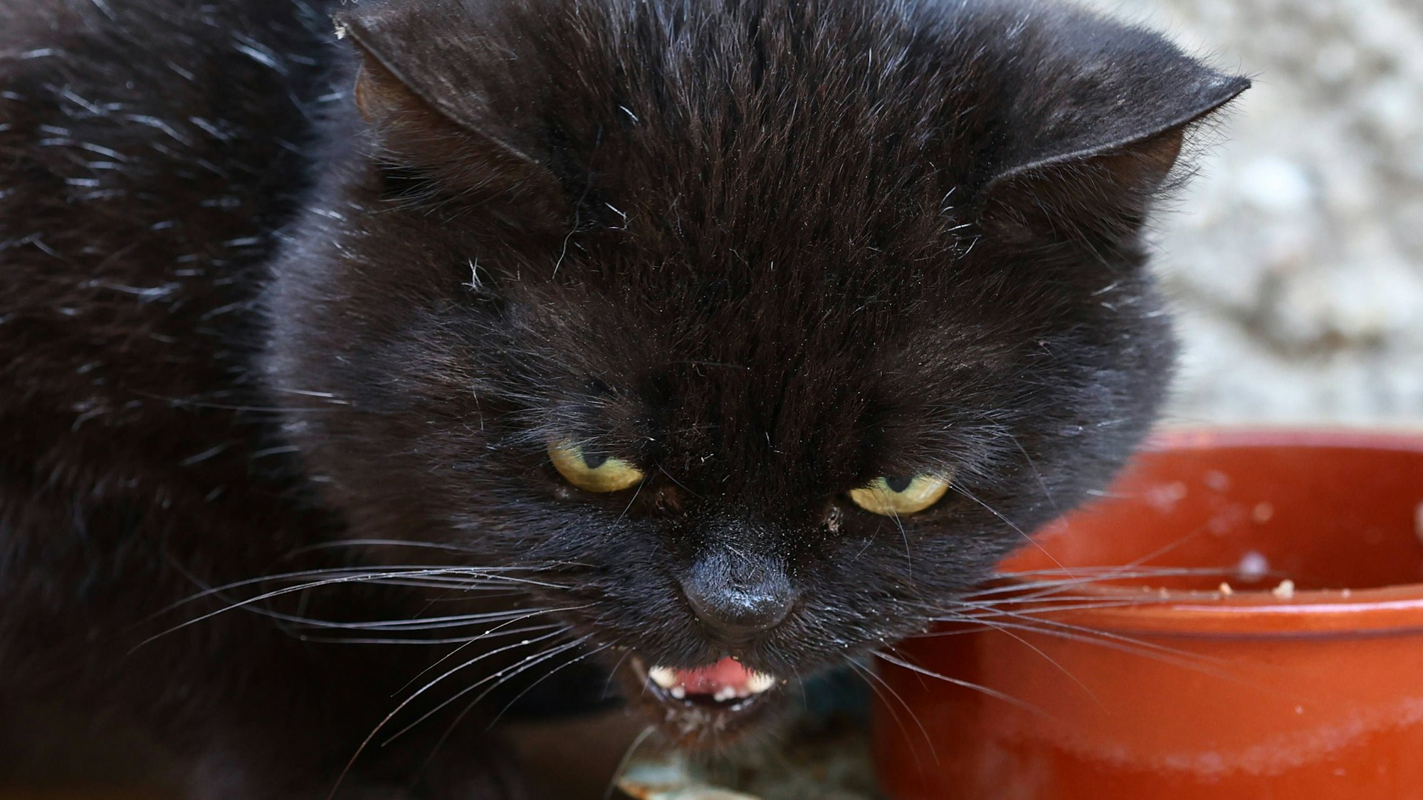 Schwarze Katze faucht neben dem Fressnapf