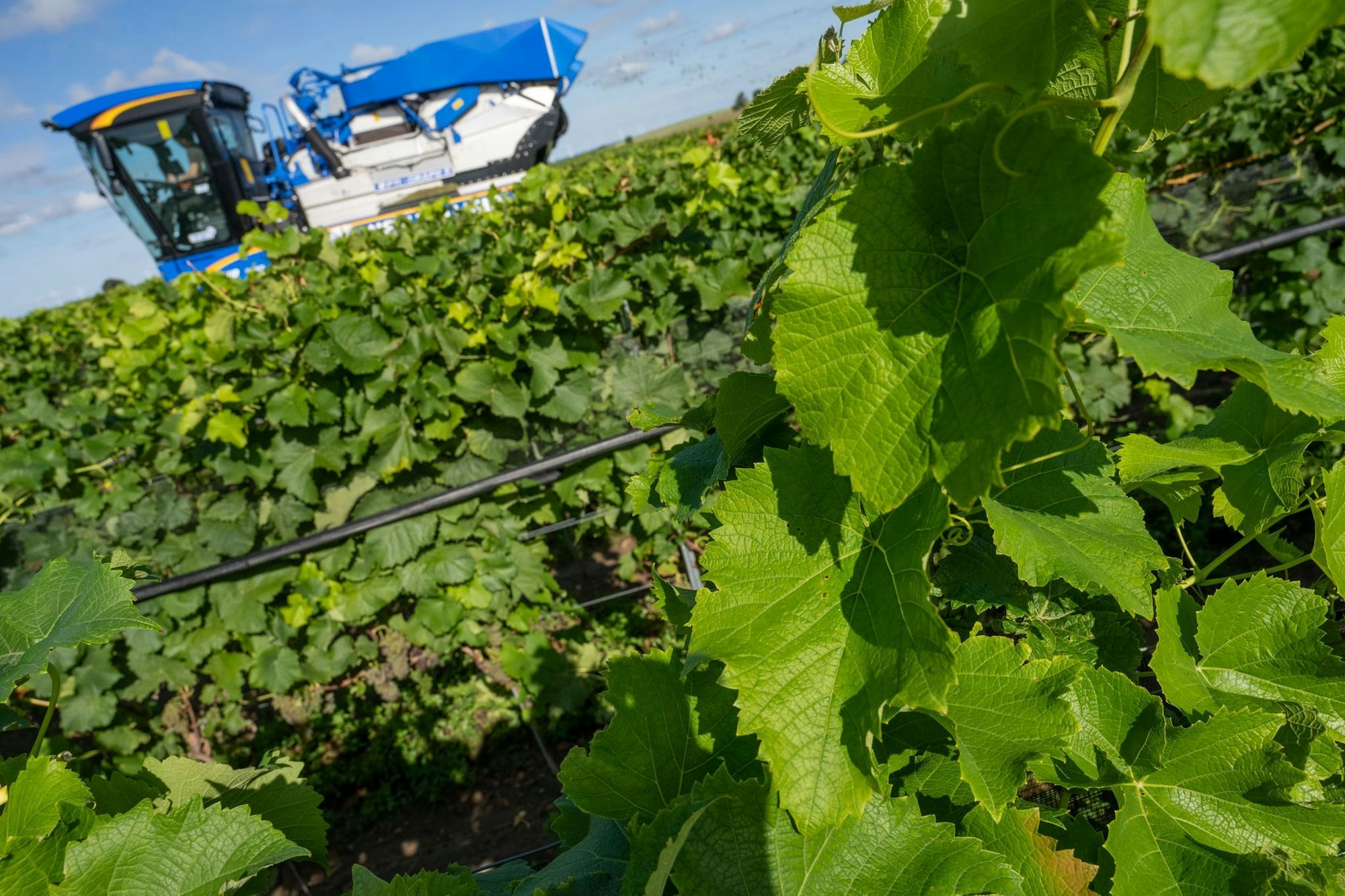 Weinlese in Mecklenburg-Vorpommern