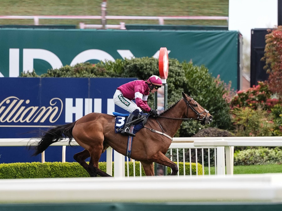 Jockey Paul Townend reitet Pferd Gold Dancer