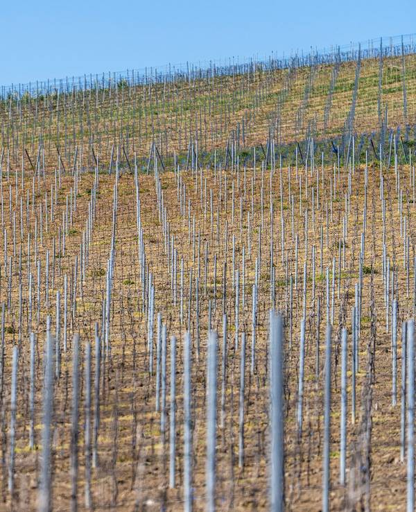 Weingut