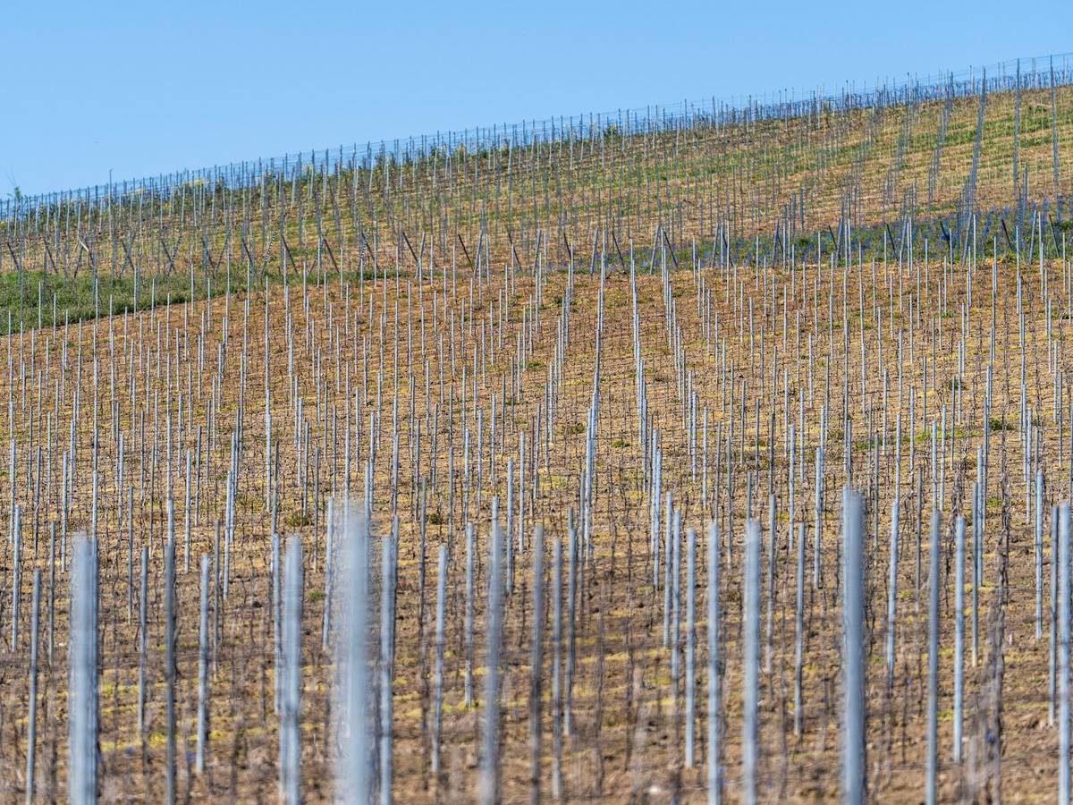Weingut
