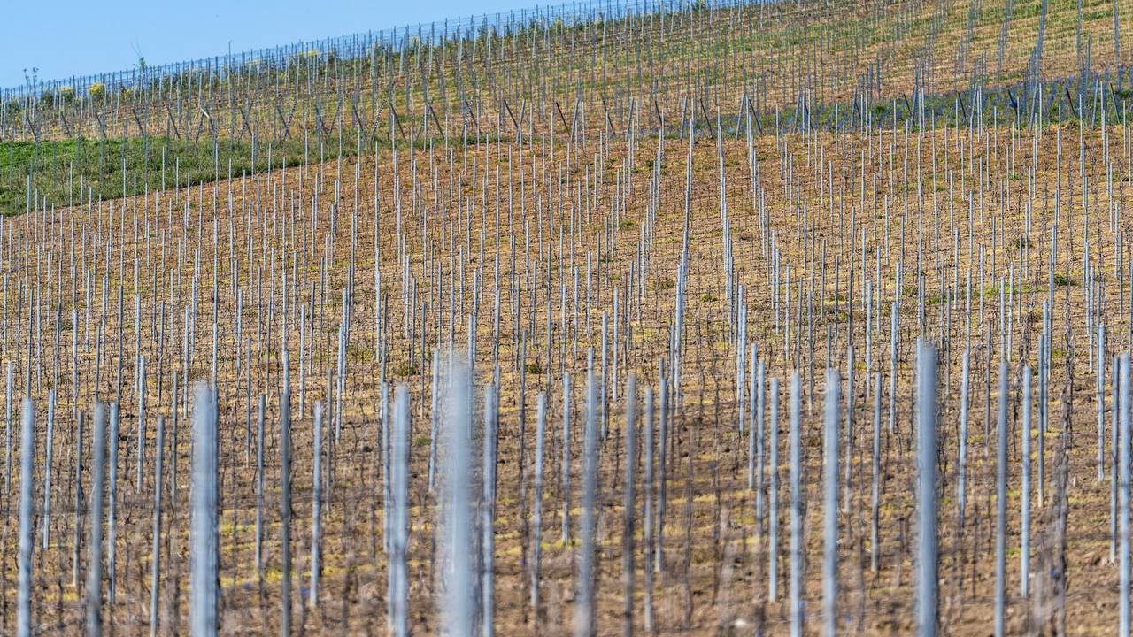 Weingut