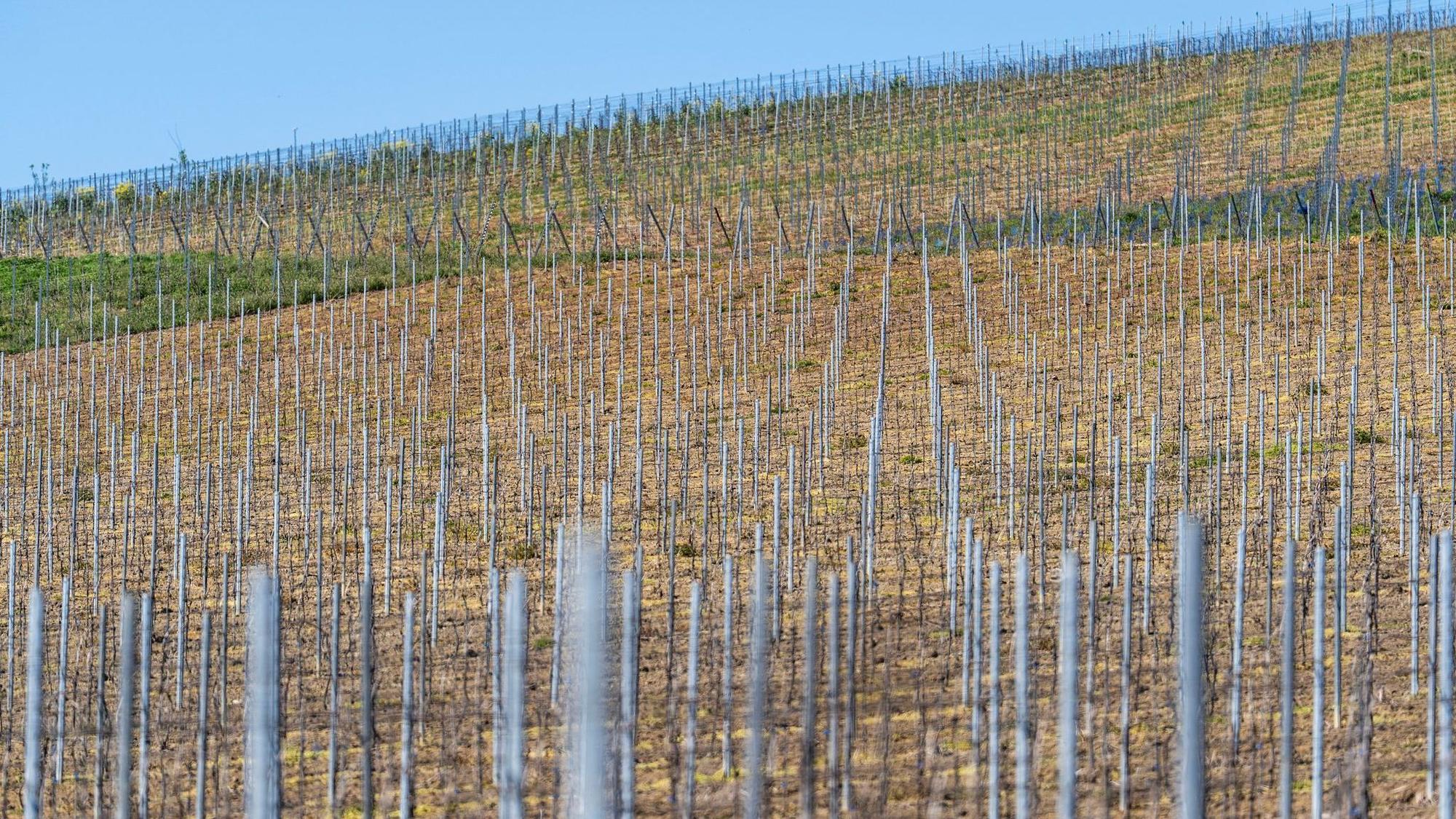 Weingut