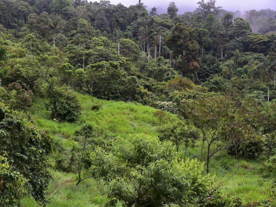 Hoffnung für gerodete Regenwald-Flächen