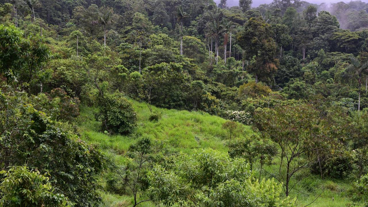 Hoffnung für gerodete Regenwald-Flächen
