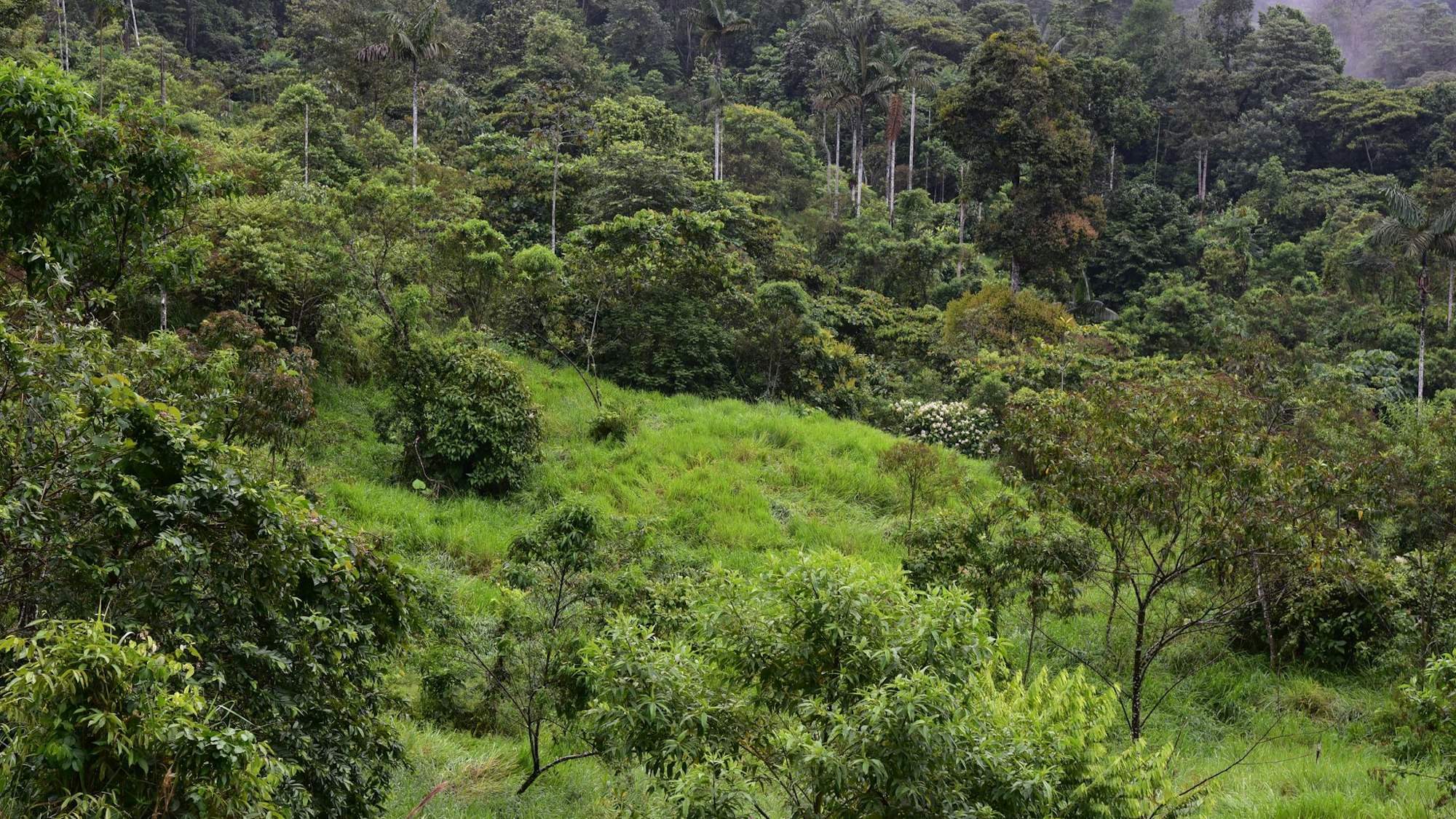 Hoffnung für gerodete Regenwald-Flächen