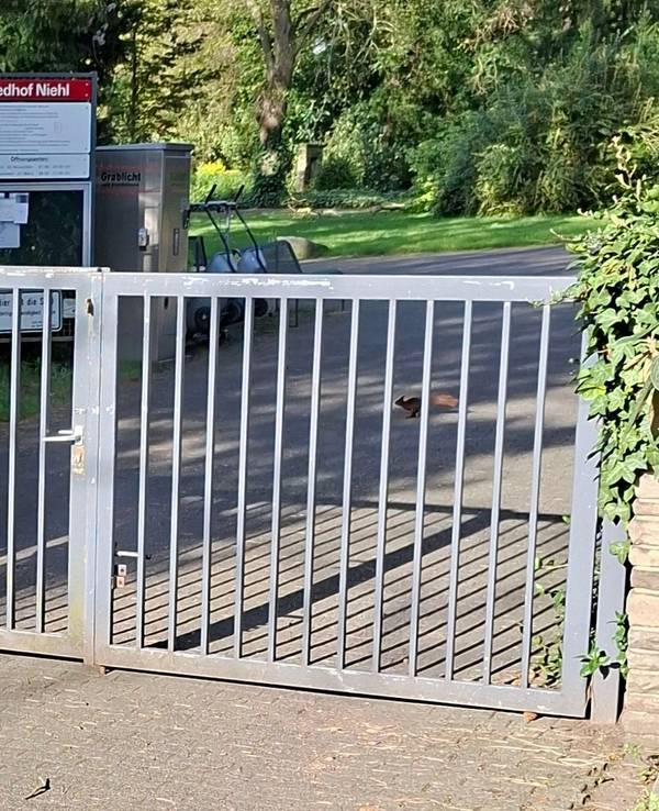 Laut Petra Schenk ist die Sicherheit des Friedhofs in Köln-Niehl ein Witz.