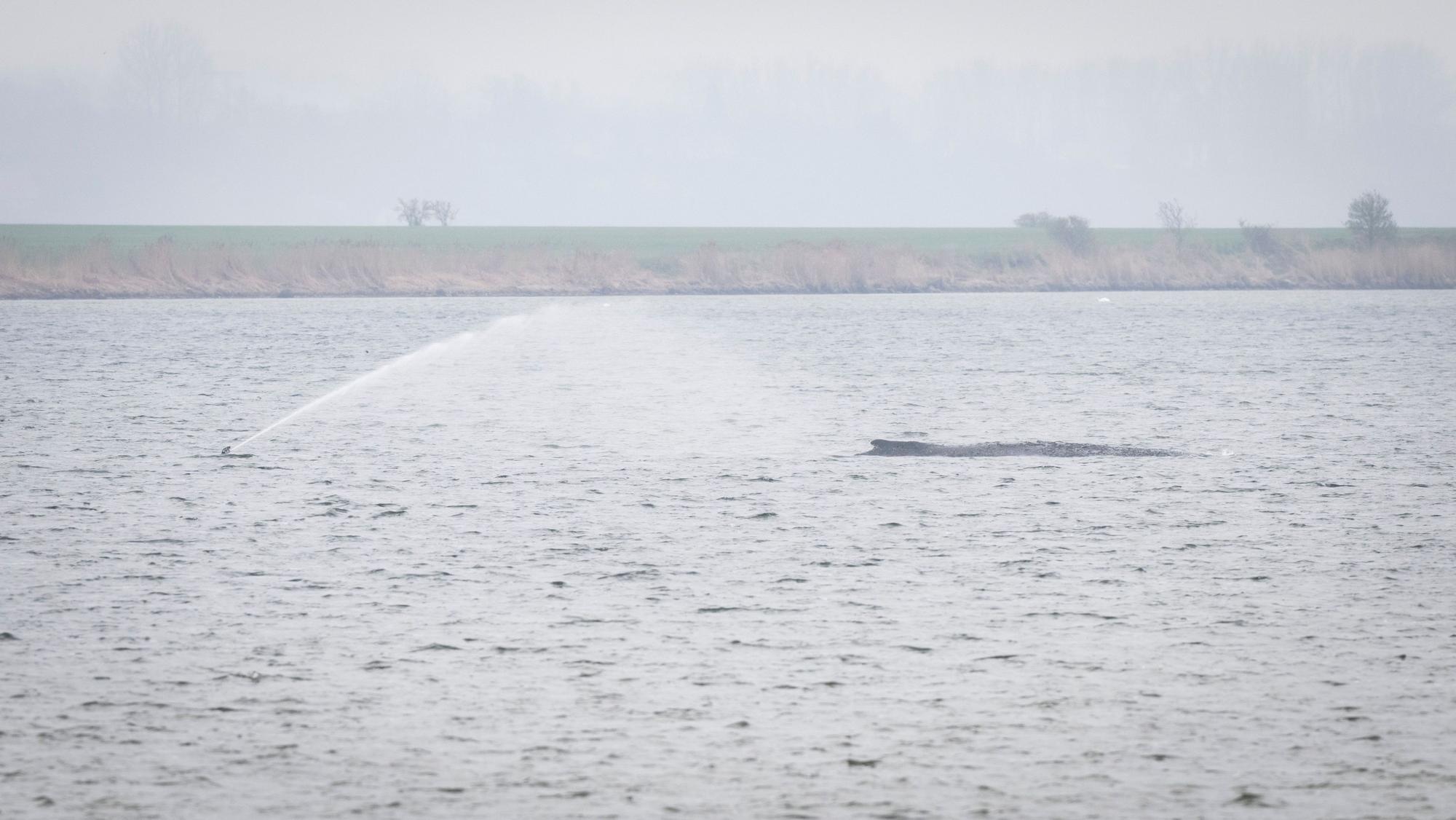 Der Buckelwal liegt weiterhin vor der Insel Poel.