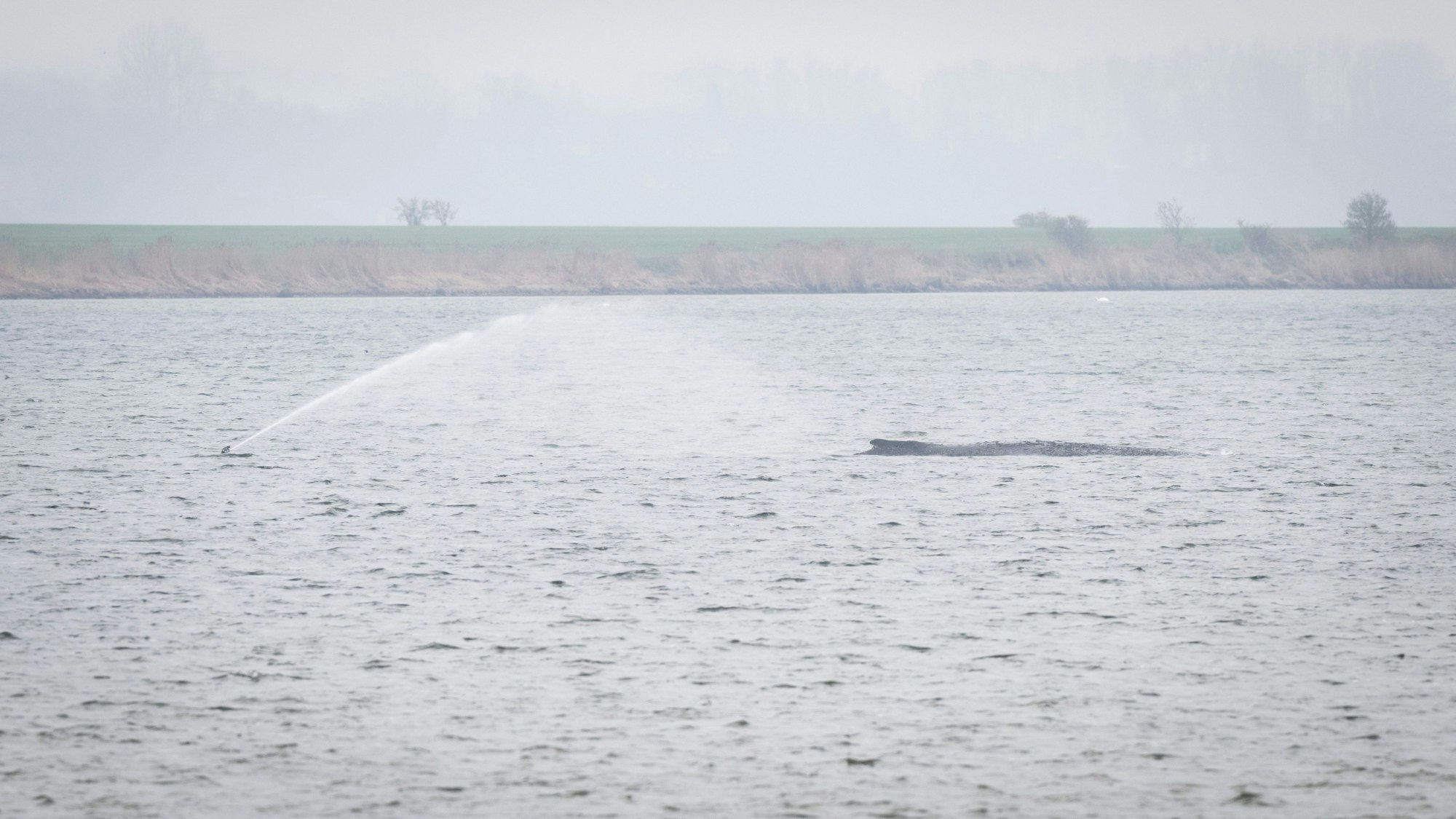 Der Buckelwal liegt weiterhin vor der Insel Poel.
