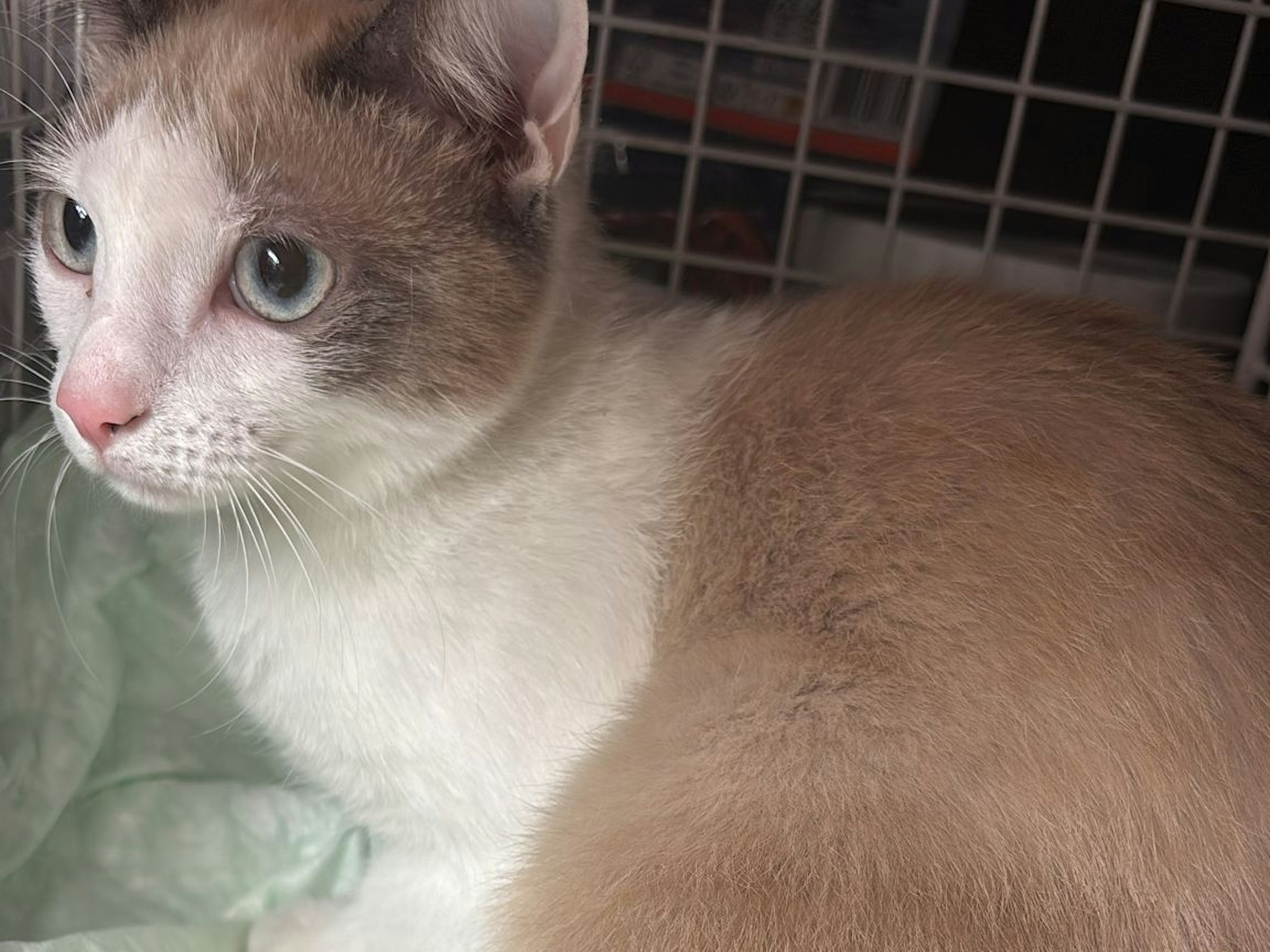 Ein Katze sitzt in einer Transportbox.