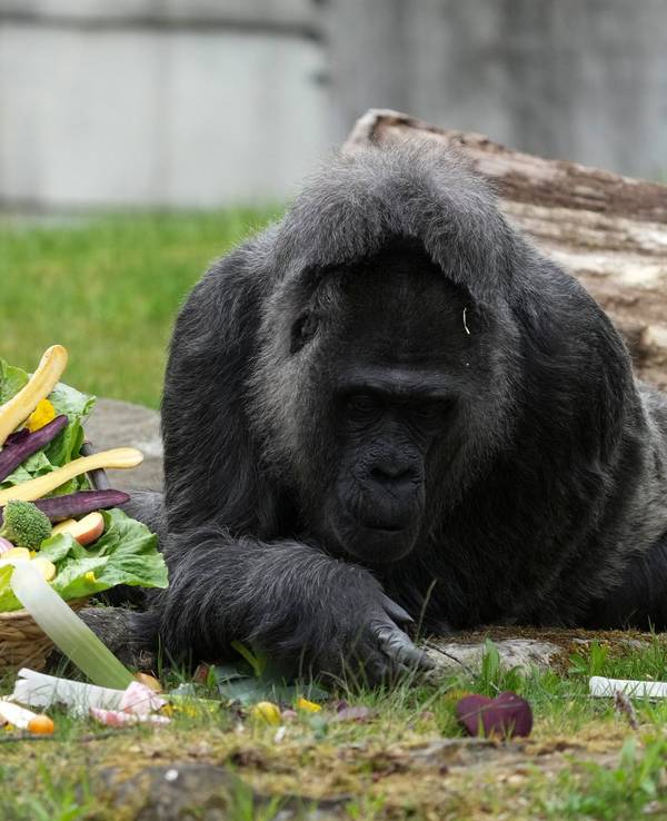 69. Geburtstag der Gorilla-Dame Fatou im Berliner Zoo