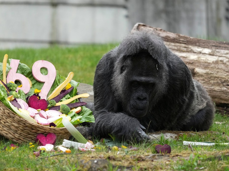 69. Geburtstag der Gorilla-Dame Fatou im Berliner Zoo